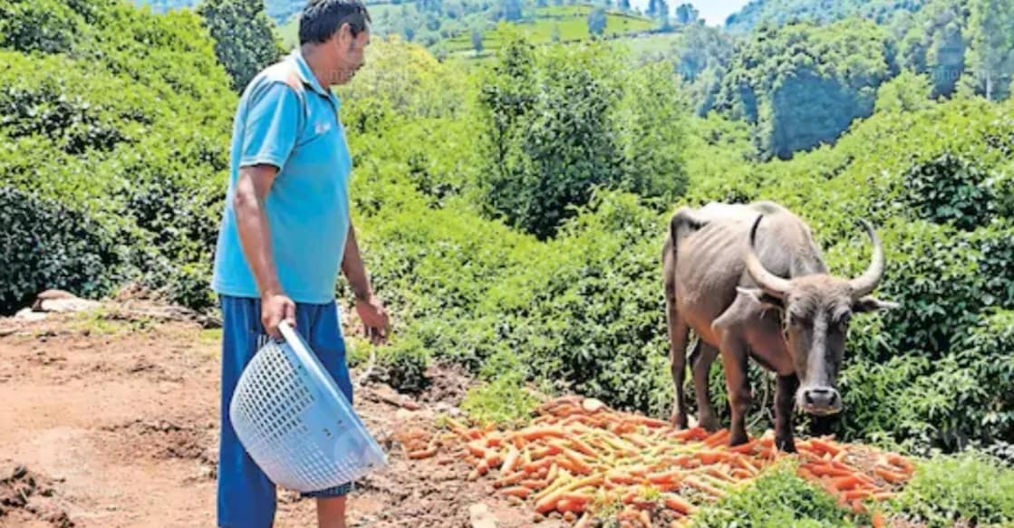 Following a steep crash in prices, carrots are being fed to cattle. | photo: special arrangement