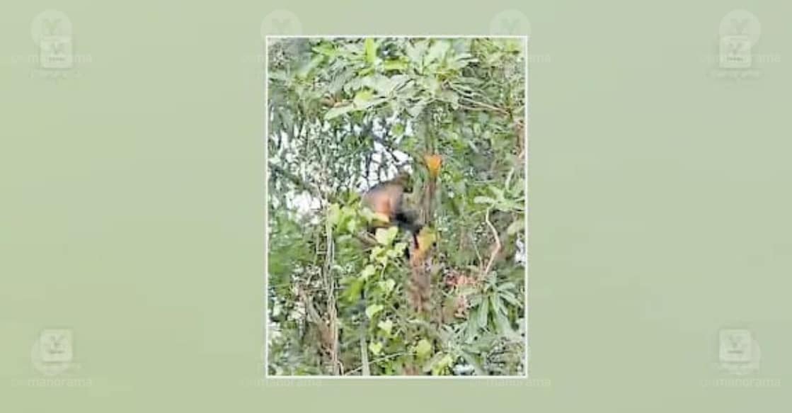 A Hanuman langur spotted at Urulamkodi in Ayampara, Periya. | photo: special arrangement