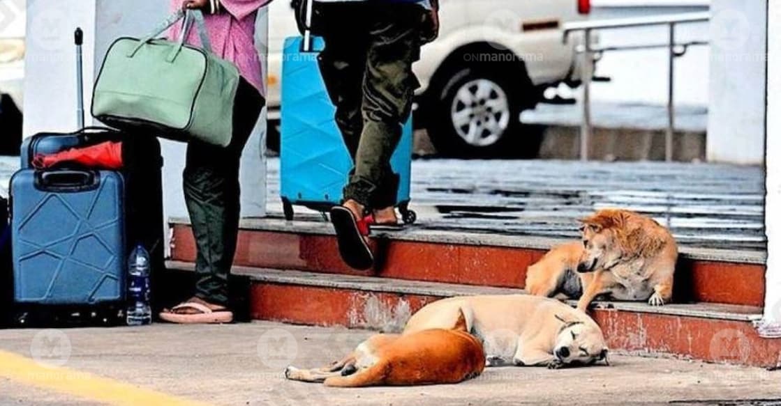 Stray dogs outside the Alappuzha railway station. Photo: Special Arrangement.