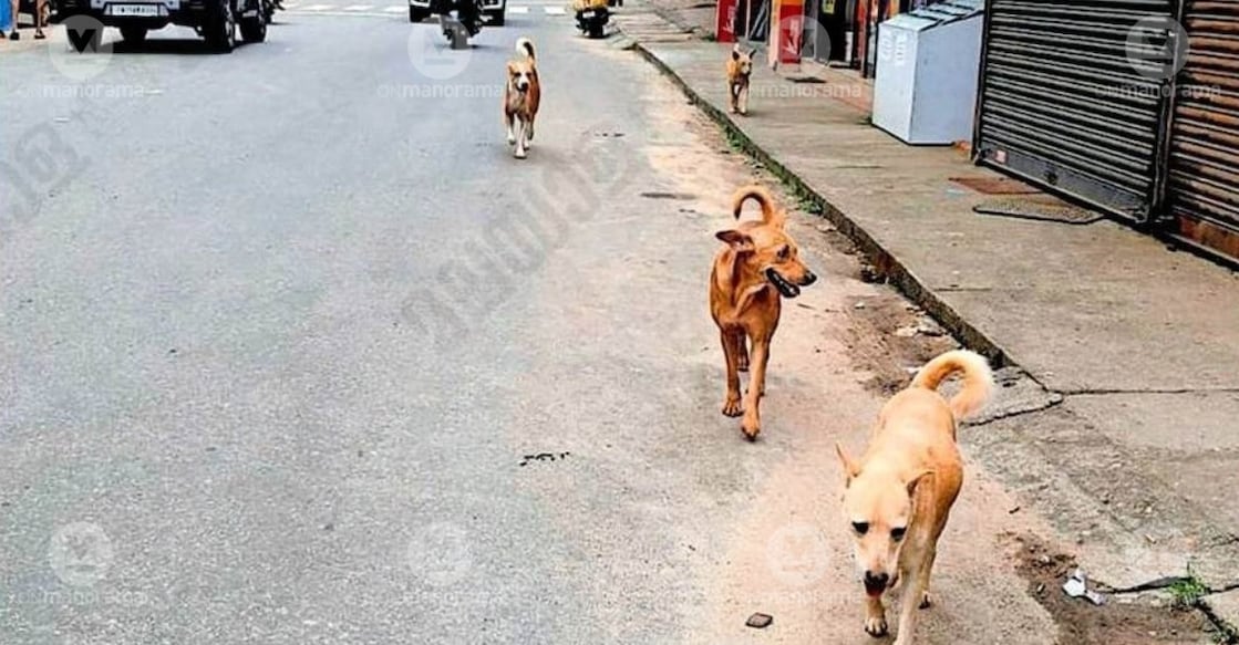 A pack of stray dogs roaming through Muttom town. | photo: speccial arrangement