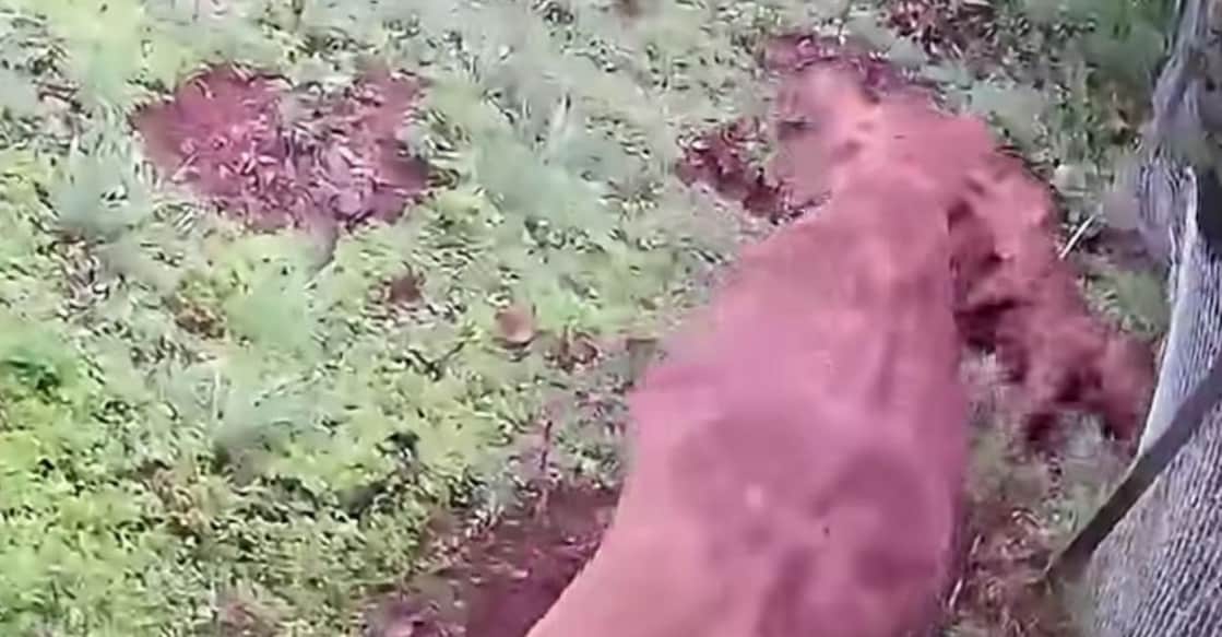 CCTV footage of the herd's desperate attempt to rescue the elephant calf. Photo: Special arrangement