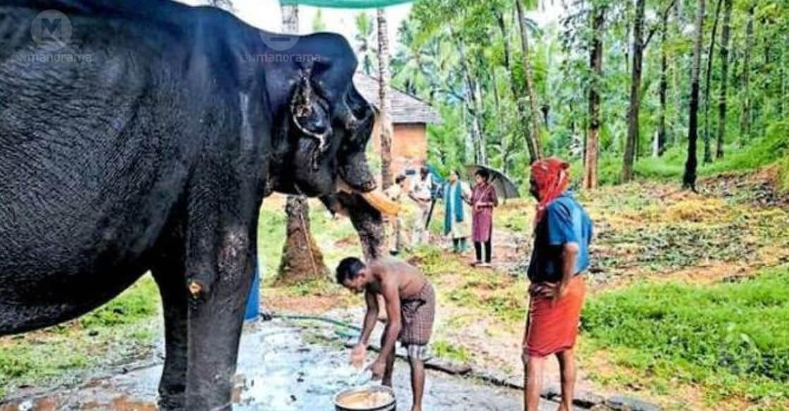 Forest department officials arrive for an inspection following complaints that an elephant named Cheriyaparambath Gopalan was being deprived of food and proper care. | photo: special arrangement