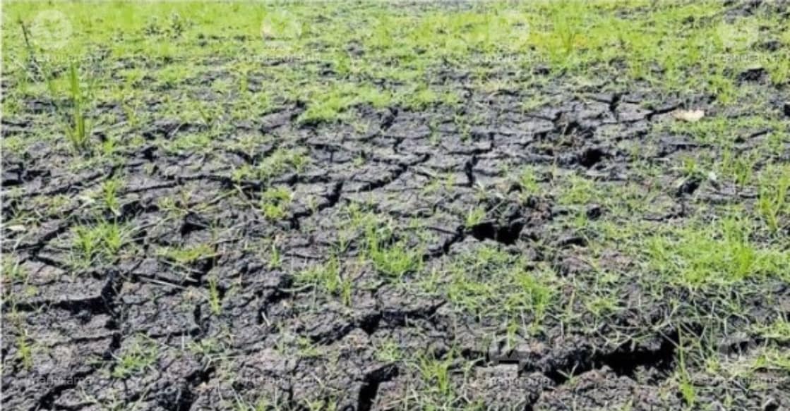 A view along the Karnataka border of the Marakkadavu paddy fields in Companikkara, left parched and uncultivated due to the severe, water-starved drought conditions. Photo: Special arrangement