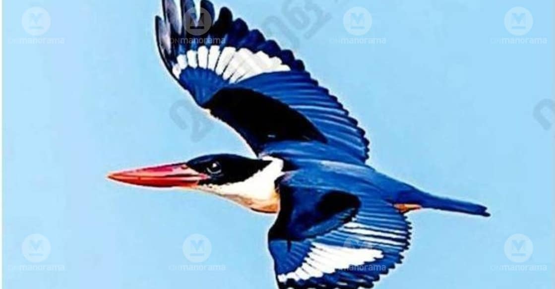 The Black-capped Kingfisher, captured at Kuzhuppilly Beach by wildlife photographer Sarath Manjanakkad. Photo: Special Arrangement.

