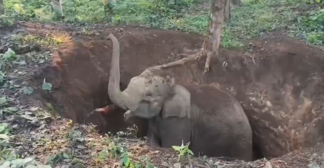 A screengrab showing the elephant inside the well. Photo: Special arrangement
