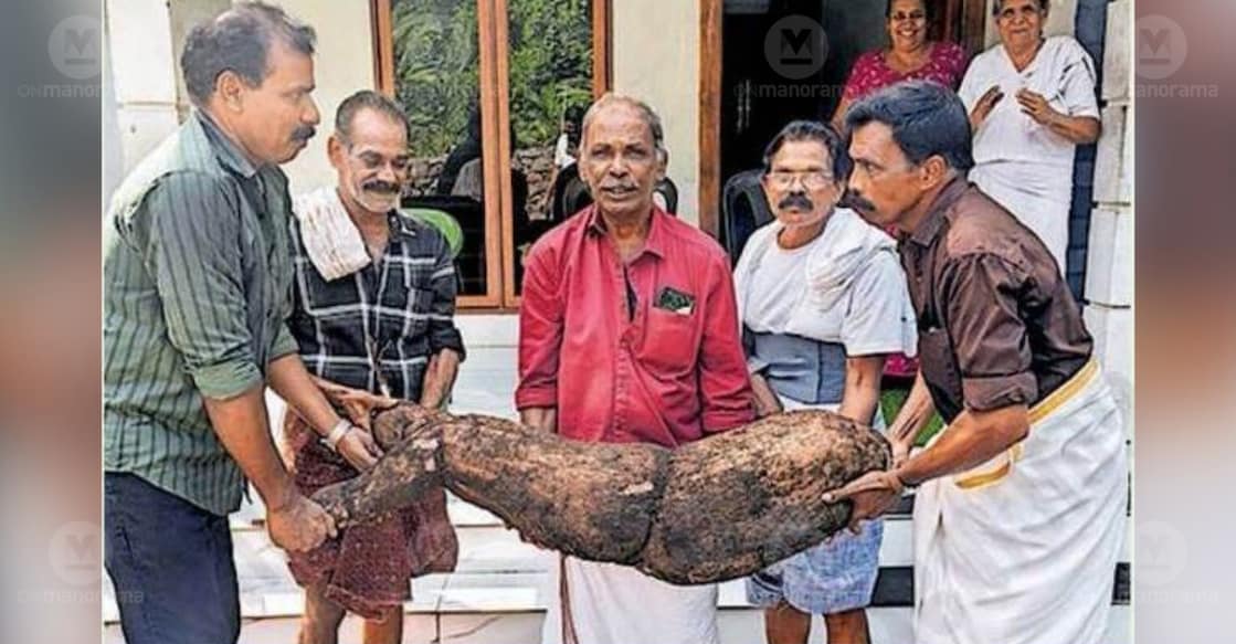 Chirayath Jose and his family pose with a giant tapioca harvested from their backyard. photo: Special arrangement