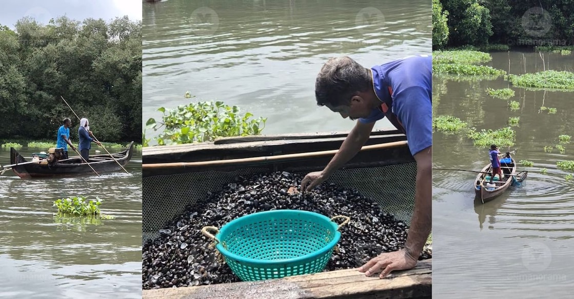 The clam collectors in Kochi. Representational image/ Onmanorama.