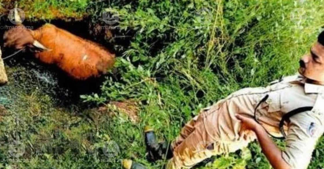 The cow that fell into the dung pit. Photo: Special arrangement