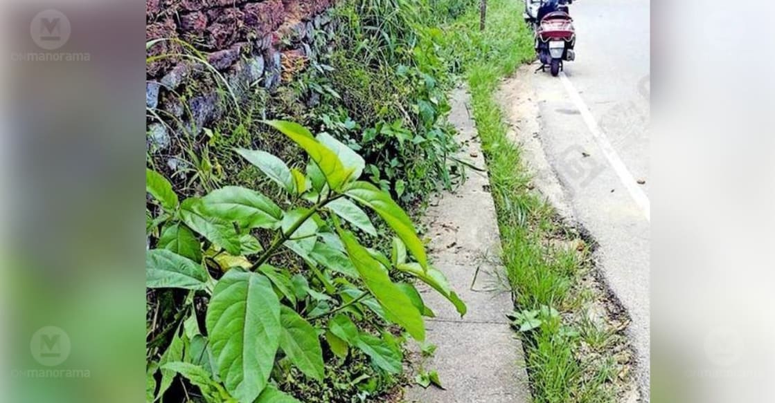 The footpath at the Thodupuzha Government VHSS Junction lies heavily overgrown with wild bushes and weeds. photo: Special arrangement