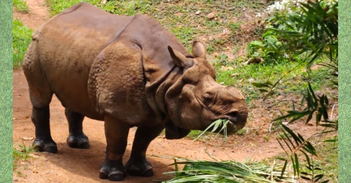 DP picture - one-horned-rhino