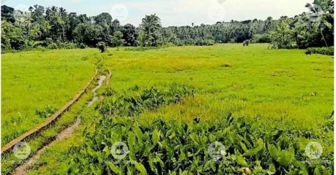 Nallila Ela, devoid of paddy cultivation. - 1
