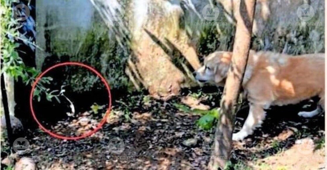Rosy confronting the cobra (circled). Photo: Special Arrangement