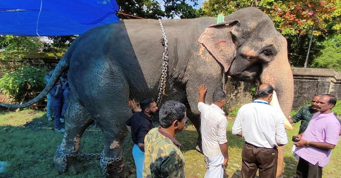DP picture - elephant-clinic-1