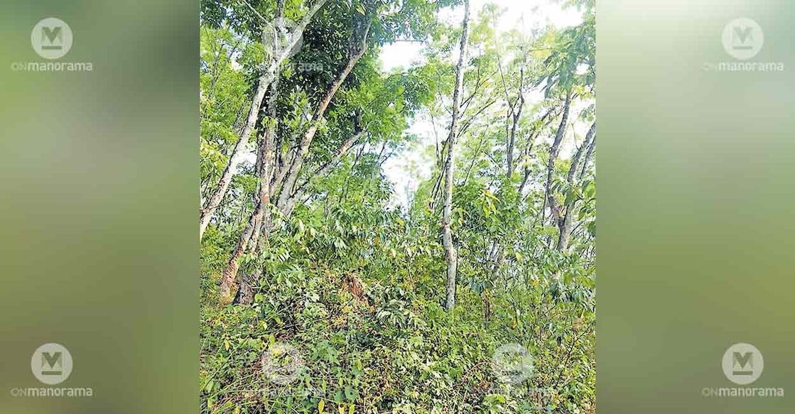 rubber-board-plantation