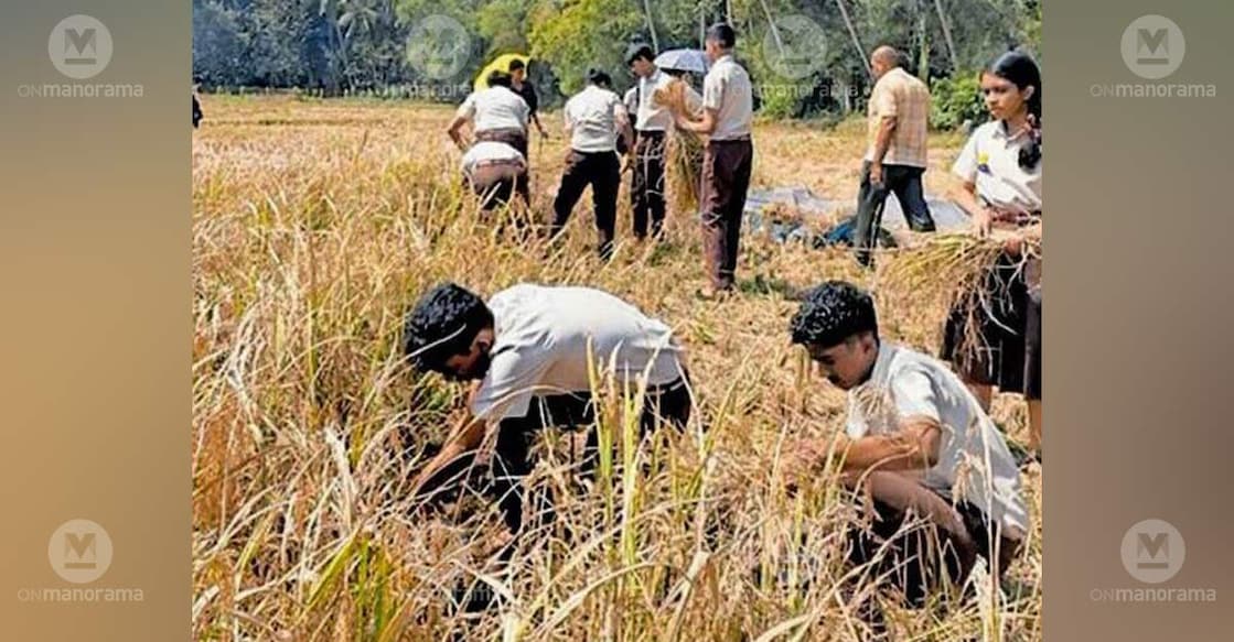 Students of Excel Public School, Kunnamkulam, harvesting the paddy they planted themselves in the school fields. Photo: Special arrangement