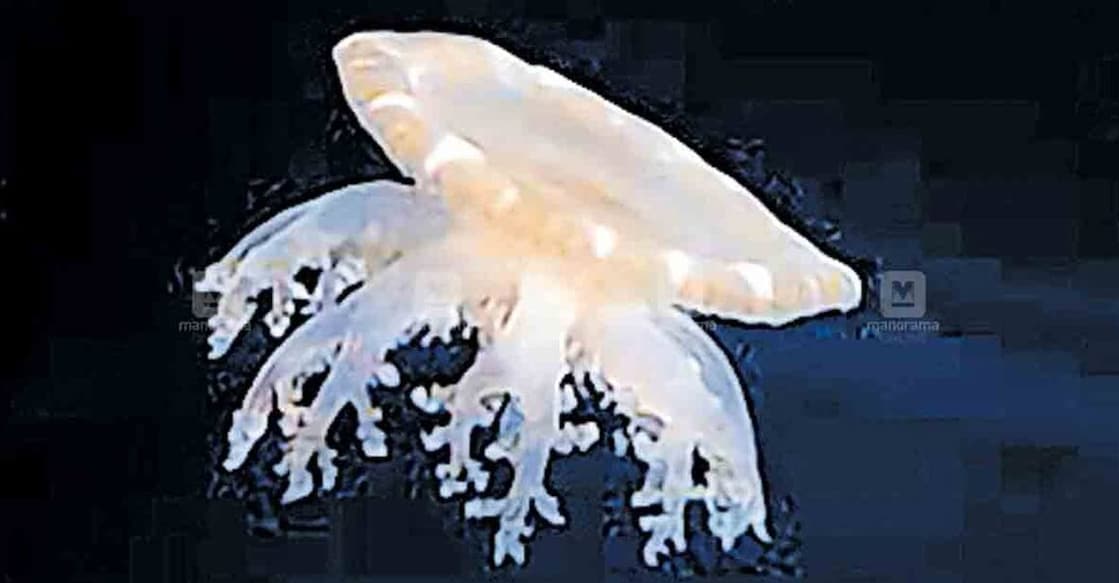 Jellyfish. File Photo. 