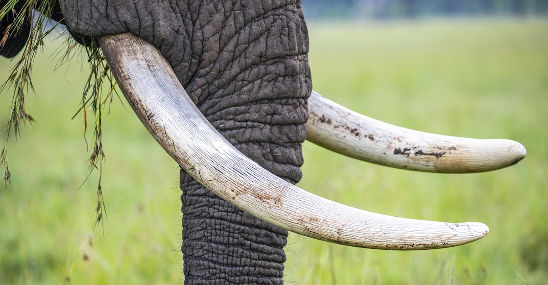 Representational Image. Photo: Philip Thurston/iStock