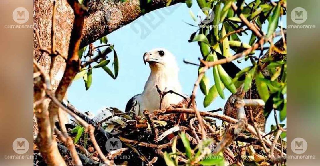 white-bellied-sea-eagle