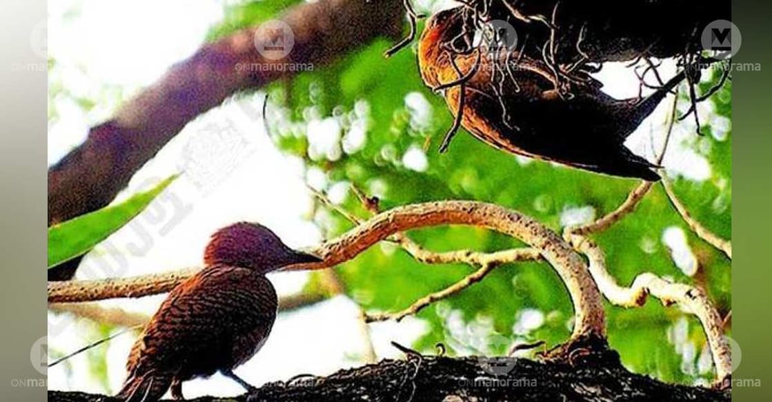 The ‘chemban maramkothi’ (Rufous Woodpecker) found on Maharaja's College campus. Photo: Special arrangement