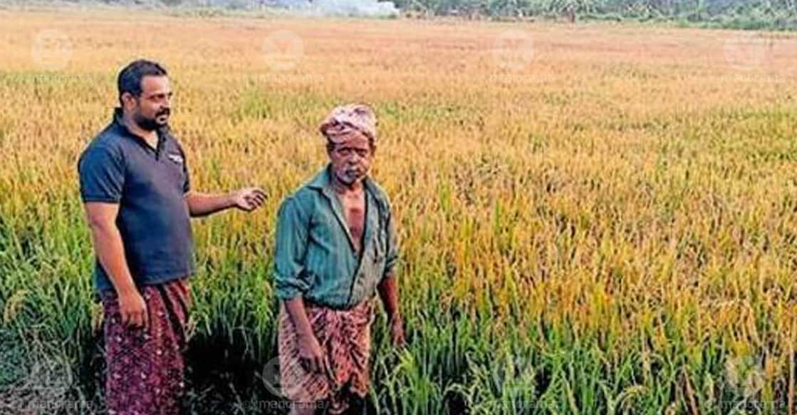 Rajeesh and his father Raghu in the paddy fields at Alasseri Ela. Photo: Special arrangement