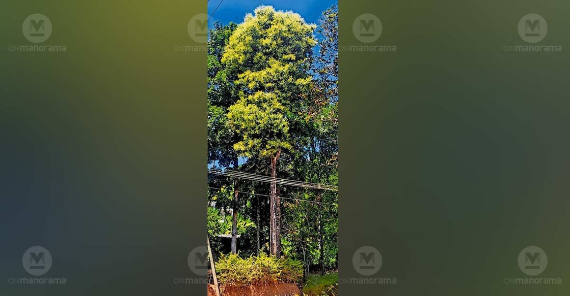 Abundant blooms on ‘karappa’ trees in Wayanad make farmers happy. Photo: Special arrangement