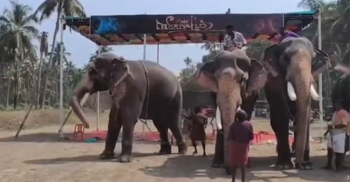 A screengrab showing Cherpulassery Ananthapadmanabhan (L) pushing away its mahout (not in picture) during the 'thalappokkam' (head-lifting) contest in Guruvayur. Photo: Special arrangement
