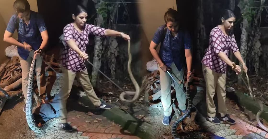 roshini-forest-snake