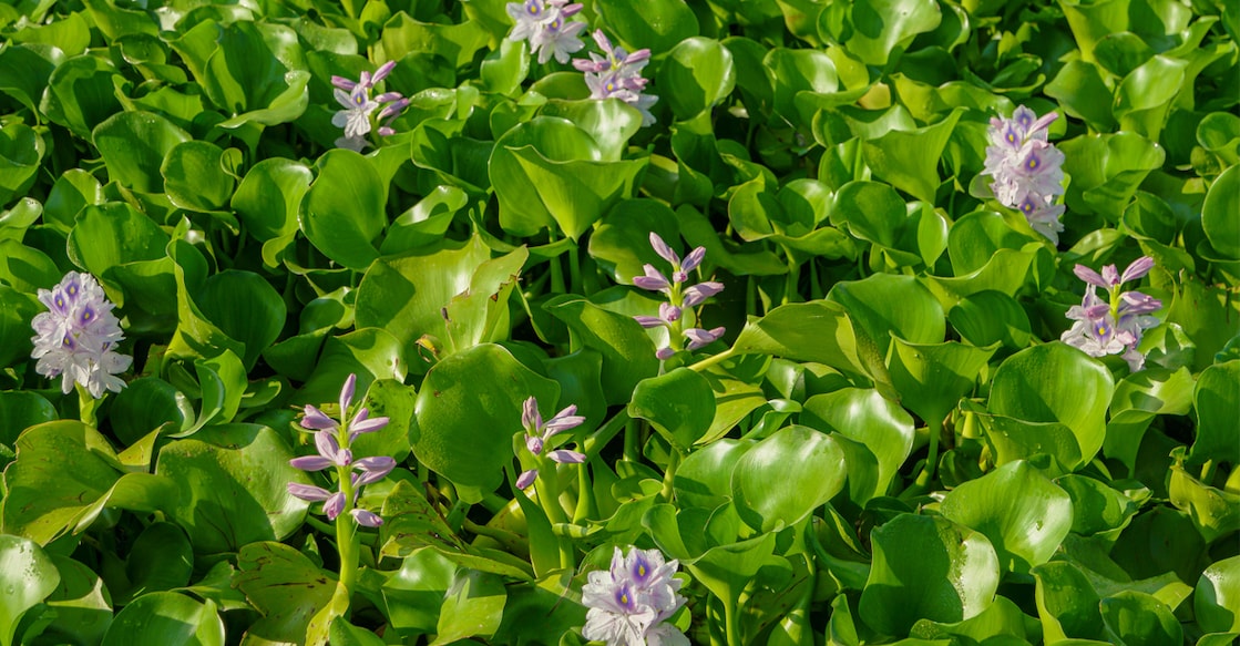 Representational Image. Photo: AnaMOMarques/iStock