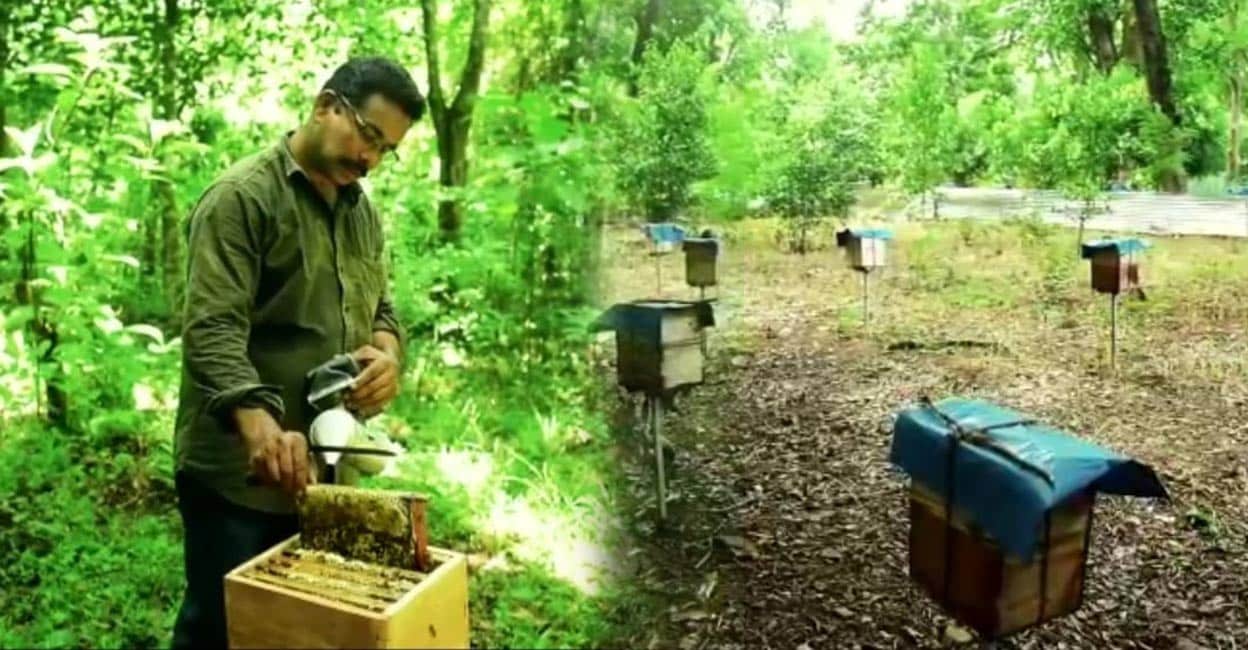 Kozhikode beekeeper stumped by thief who knows how to steal without being stung, loses 100 beehives in 2 weeks