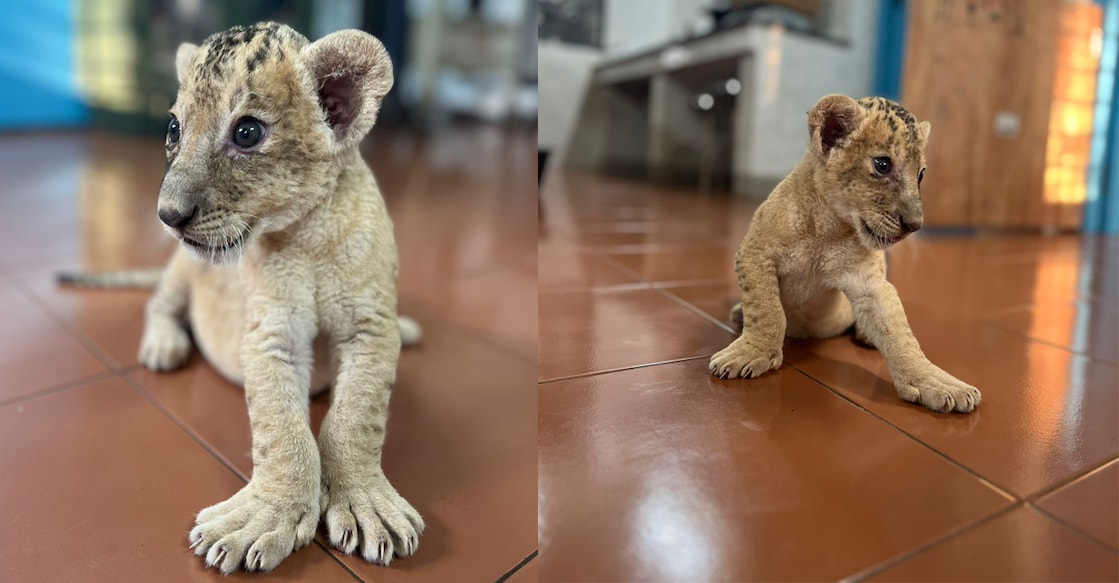 The cubs born to Naila and Leo on January 21. Photo: Special Arrangement