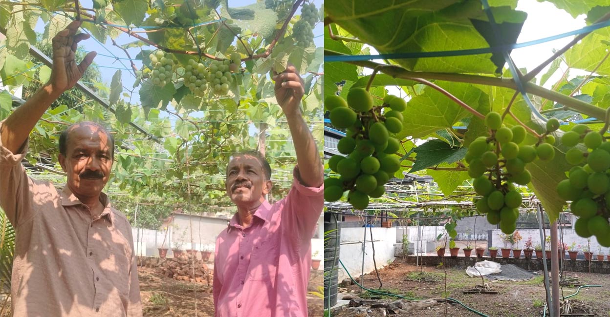 Retired Kerala bank manger’s grape farming experiment with brother a success, awes visitors