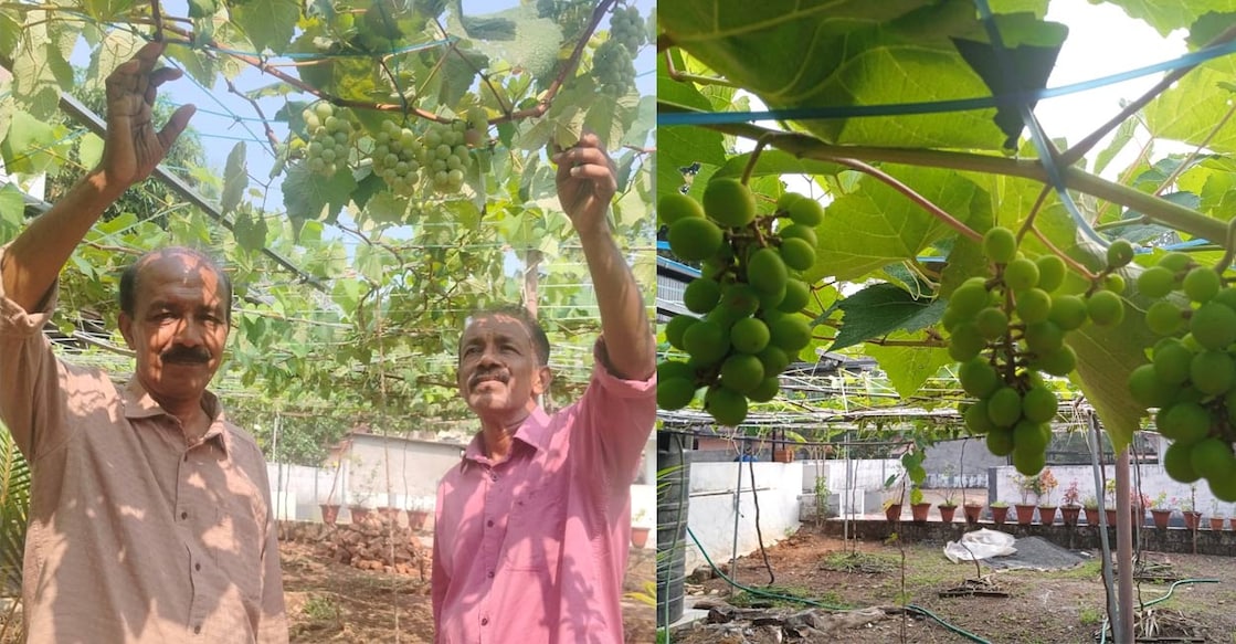 Sreekumar with his brother Sreeprakash at their grape farm in Kottayam. Photo: Special Arrangement.