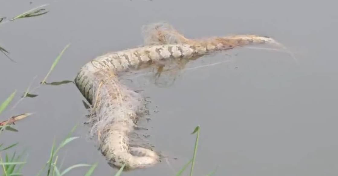 One of the pythons found dead in Periyar river. Photo: Special Arrangement