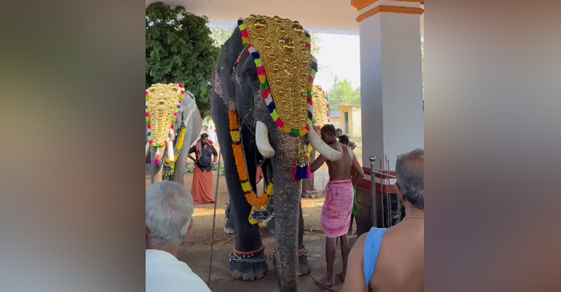 The elephant during the Annamnada Mahadeva Temple festival. Photo: Special arrangement