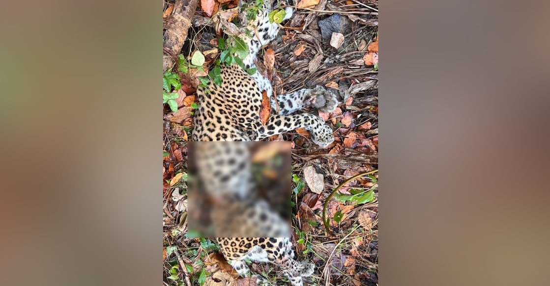 The 10-year-old male leopard found dead in a nearby thicket. Photo: Special Arrangement