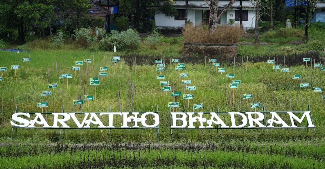 The different varieties of rice cultivated at Sarvathobhadram Organics, marked with pluckards on the respective plot. Photo: Special Arrangement