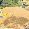 Kerala HC directs Vigilance to examine paddy procurement scheme irregularities