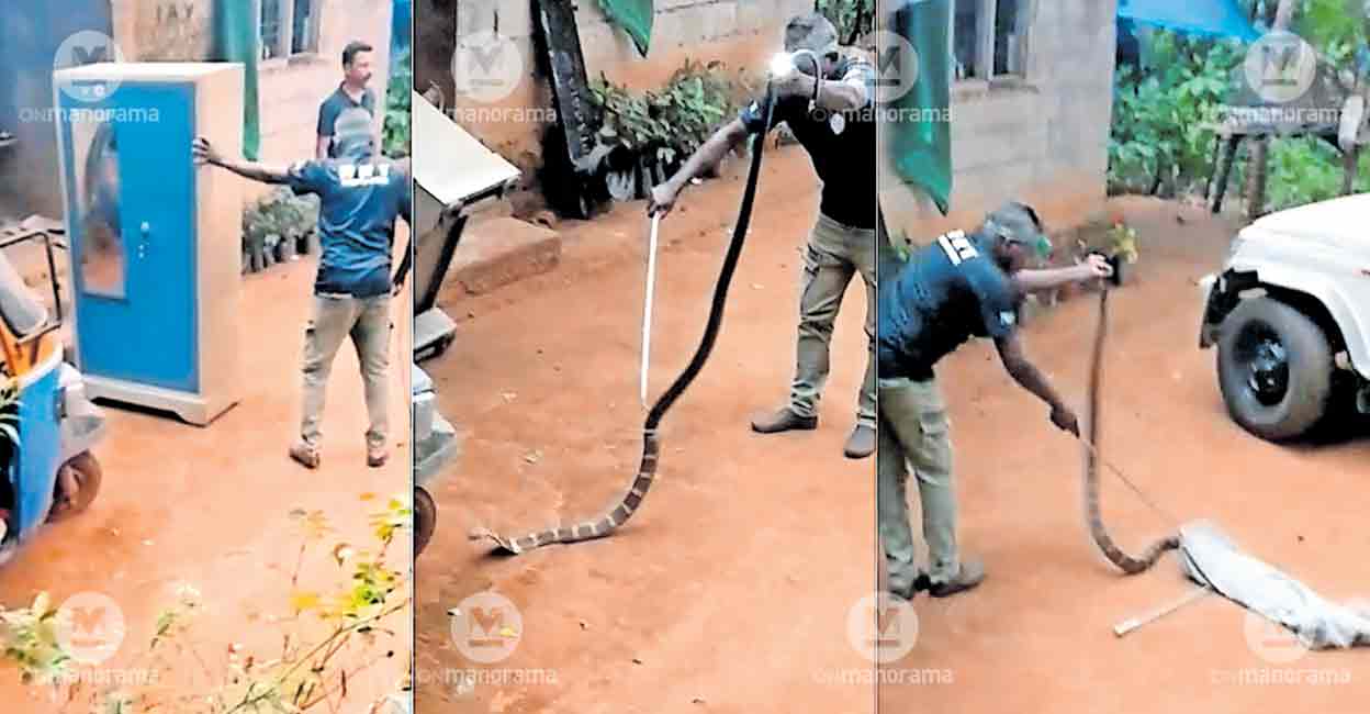 Why King Cobras Are Turning Up in Homes: Understanding th...