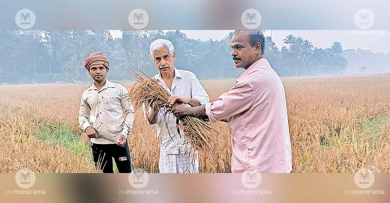 Migrant Labourers Roped in as Harvester Delay Threatens P...