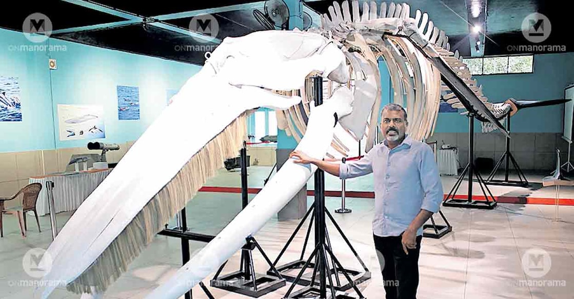 broodus-whale-skeleton