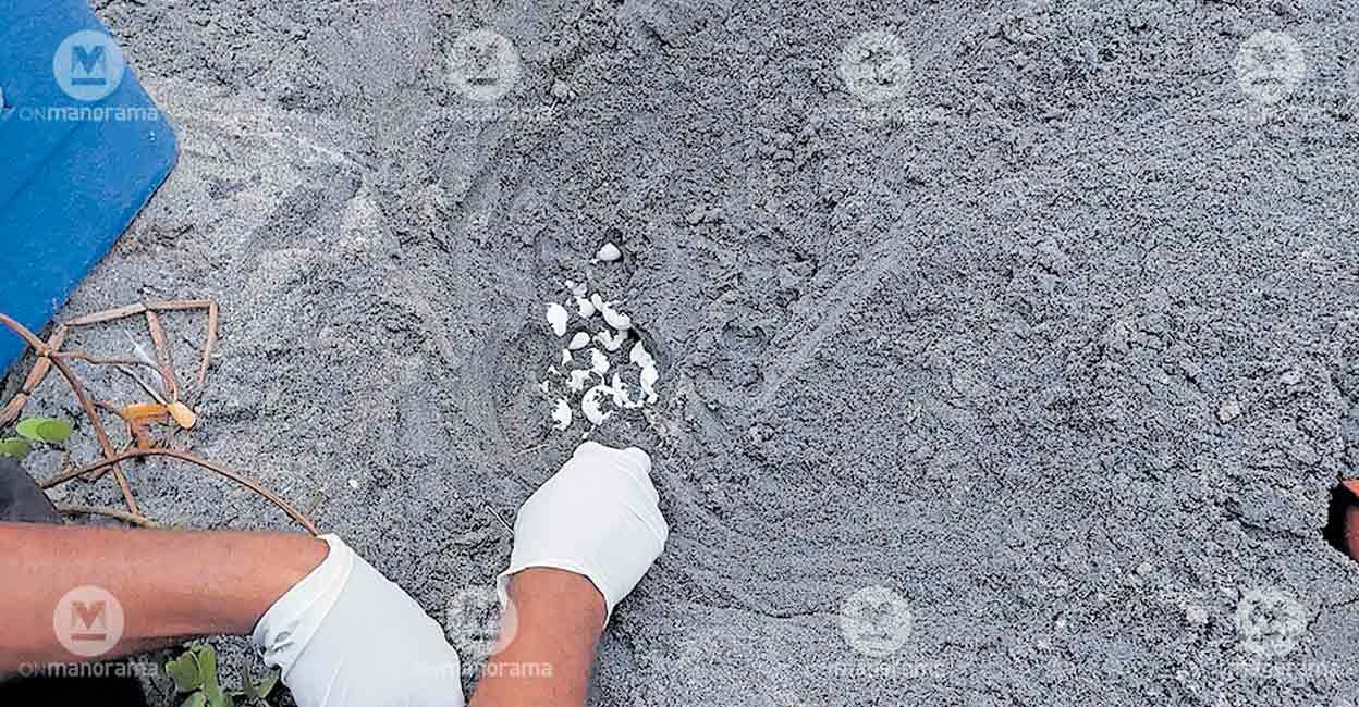 Turtle nesting returns to Alappuzha's Purakkad coast after long gap