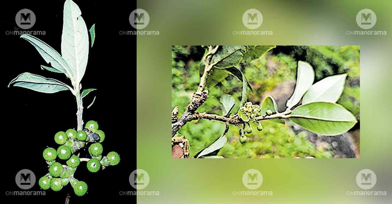 Two new plant species discovered from Meesapulimala