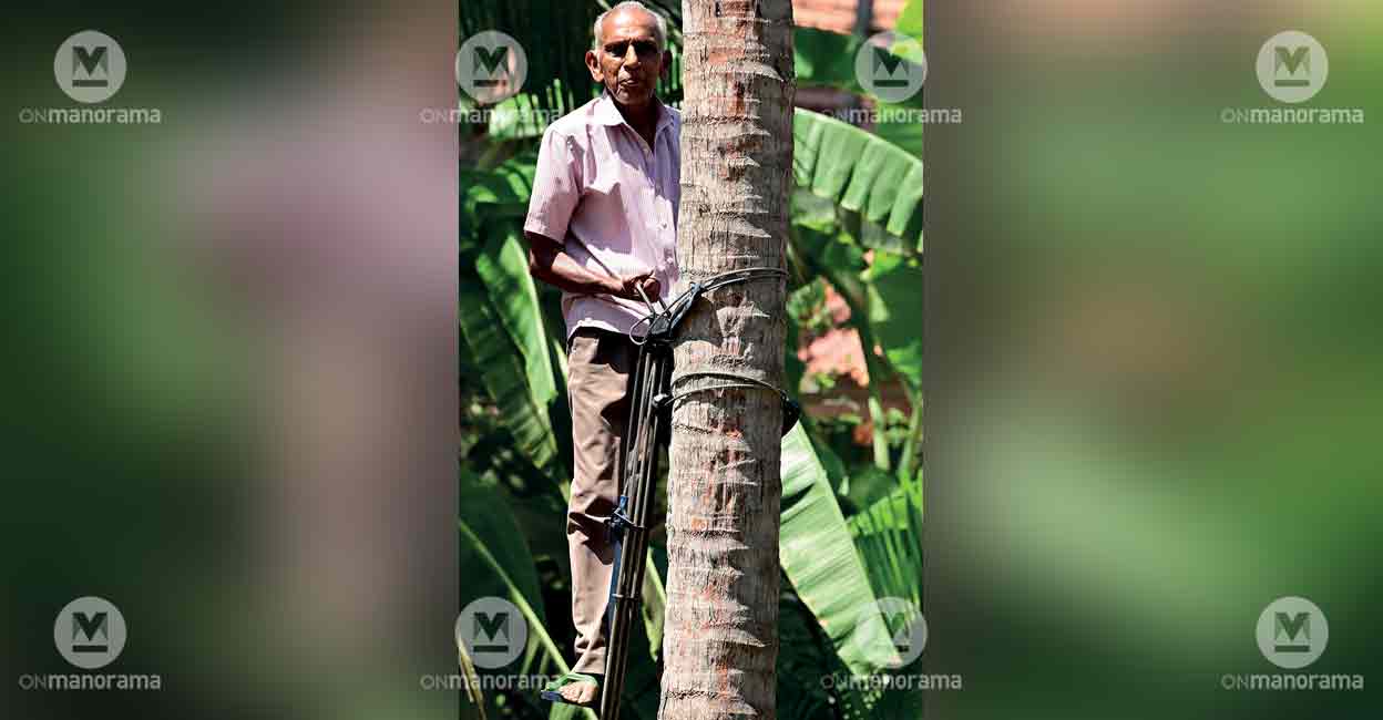 At 80, retired KSEB engineer scales coconut trees in Pala...