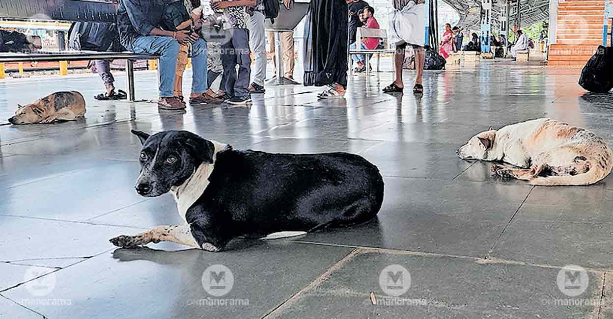 Stray Dog Menace at Kozhikode Railway Station: Challenges...