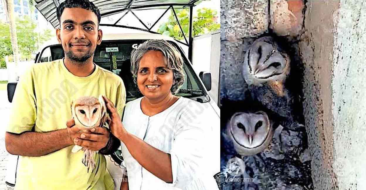 How Volunteers Rescued Barn Owls Trapped in Ernakulam Apa...