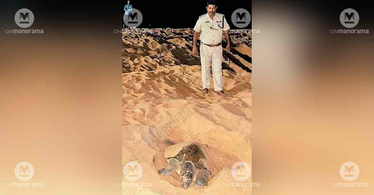 Kerala Police Step in to Protect Sea Turtle Nesting at Ka...