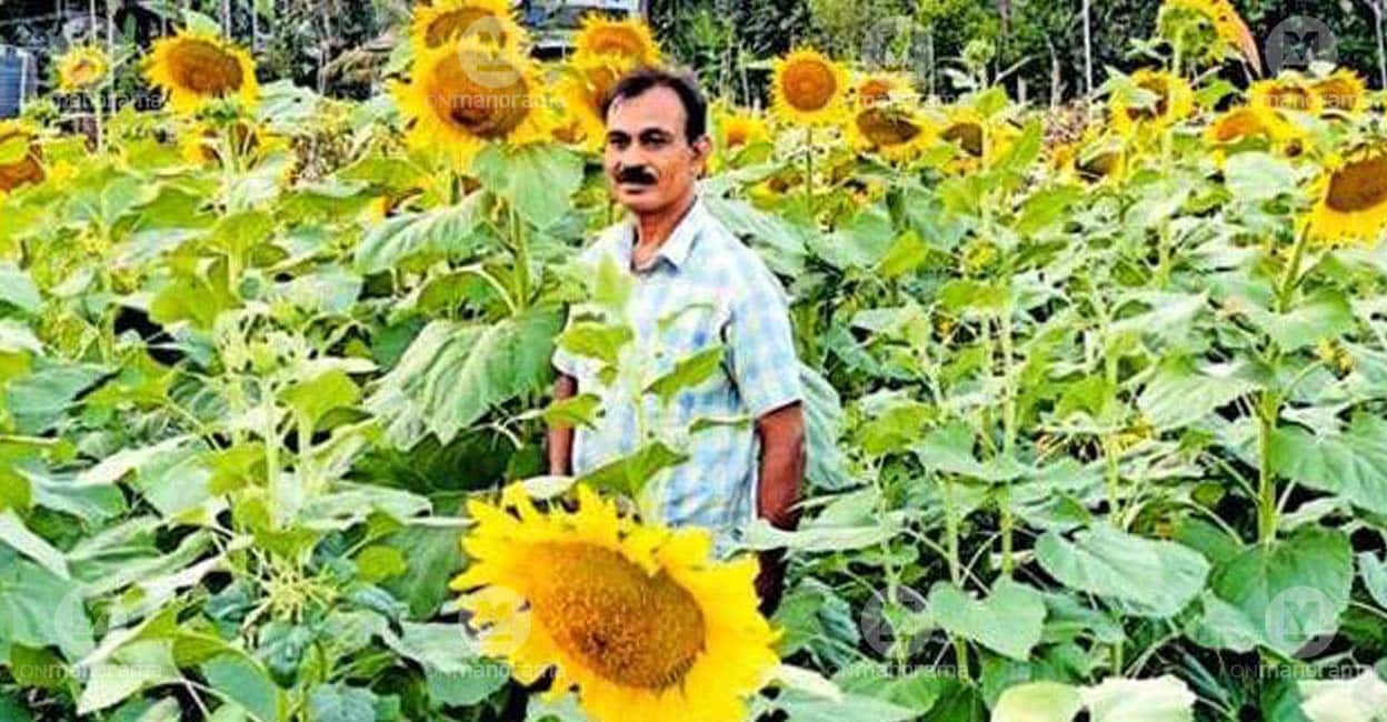Sunflowers herald new chapter for organic farmer from Kannur