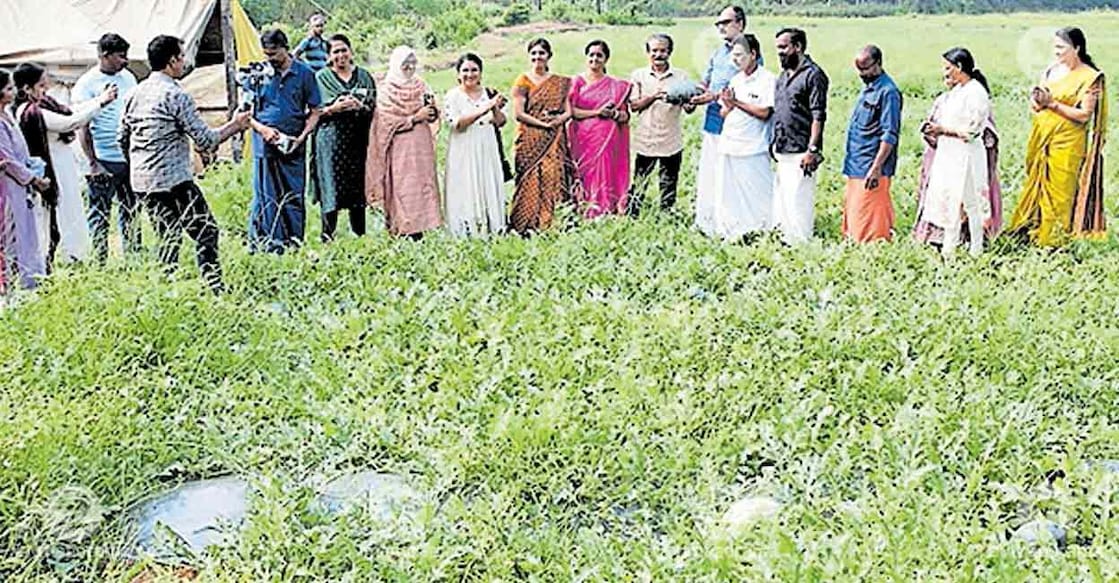 watermelon-farm-harvest