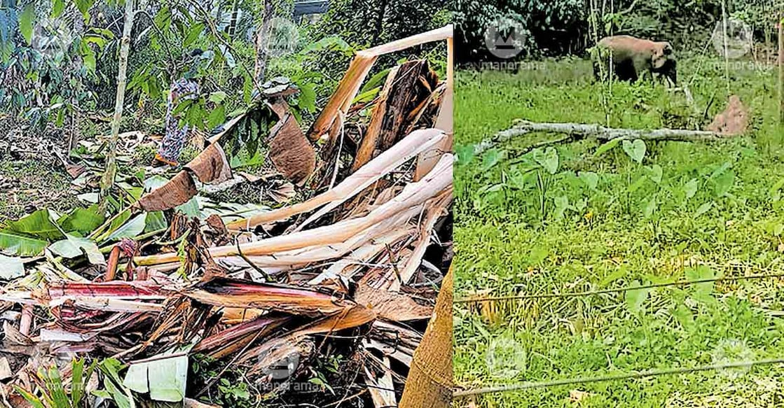 wild-elephants-attack