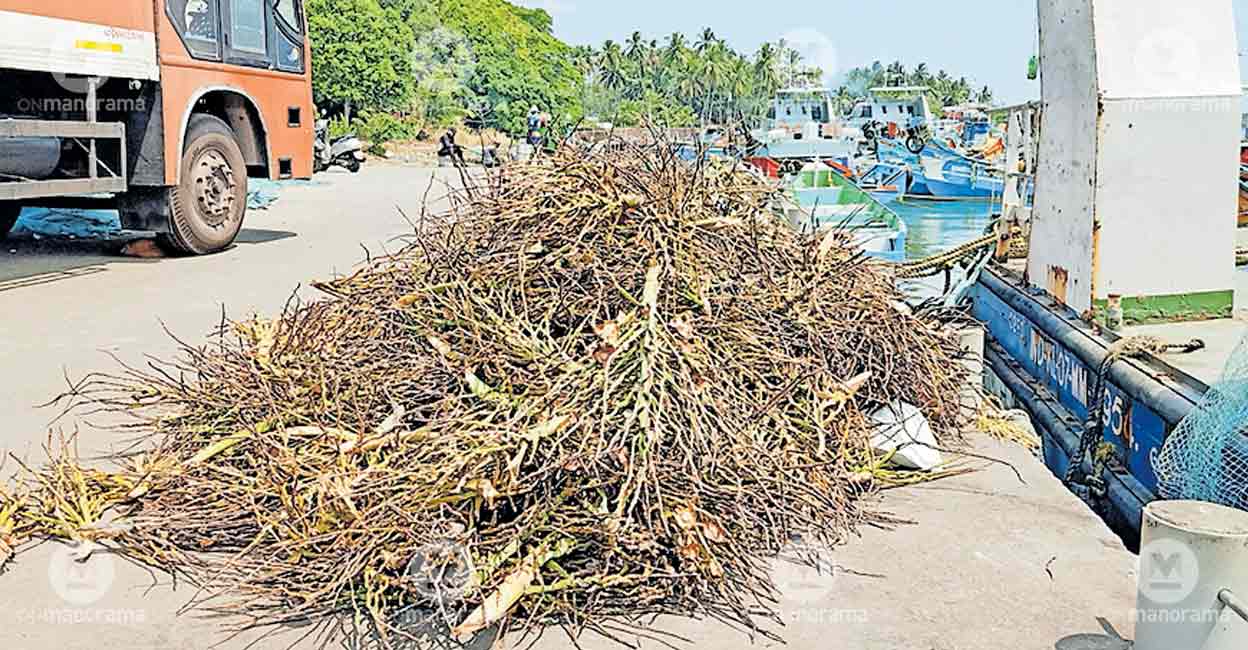 Coconut inflorescence reefs damage nets, anger traditional fisherfolk at Beypore